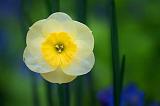 Yellow Flower_53734